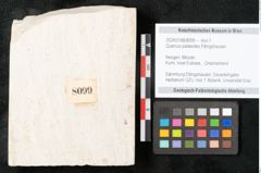 Foto (Objekt + Etikett) von Quercus palaeoilex Ettingshausen (NHMW-GEO-2024-0188-8099)